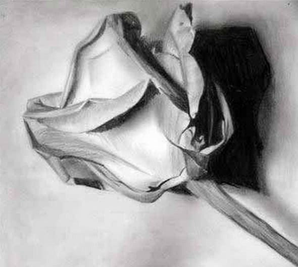 Dessiner-une-Rose