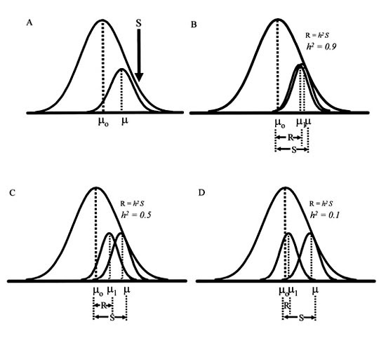 (B) Directional selection