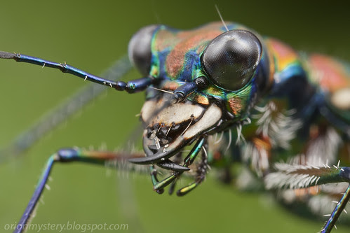 tiger beetle IMG_3429 copy