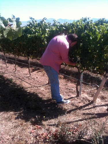 fat man eating grapes. include eating grapes off