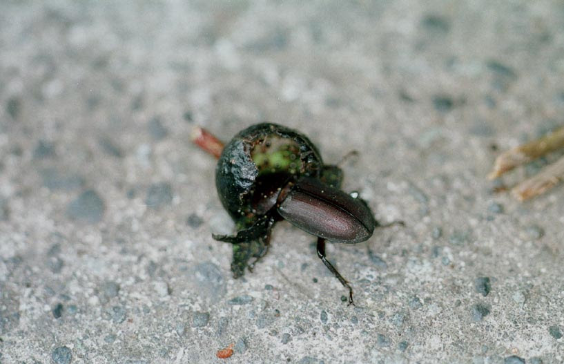 コクワガタの生態