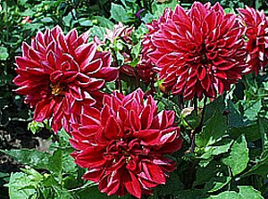 ダリアの花言葉 花言葉事典