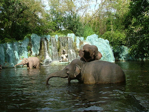 walt disney world orlando fl. Walt Disney World Orlando
