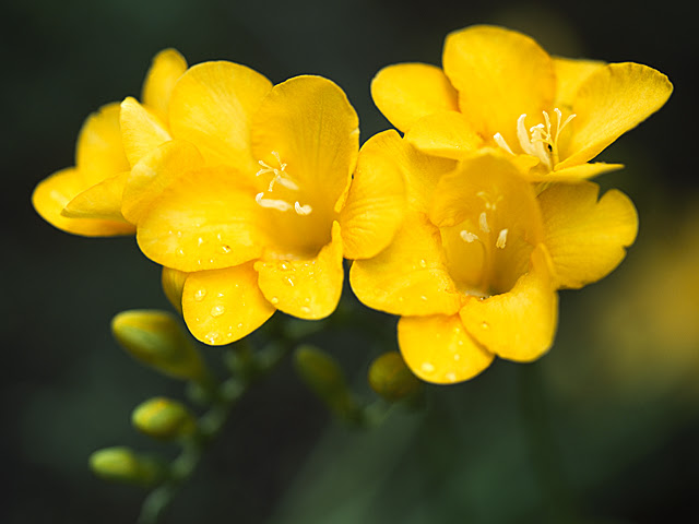 フリージア 花言葉 一覧 花図鑑 花の写真 フラワーライブラリー