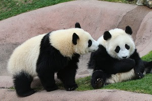 パンダを借りたい国はいくらでもあるのに なぜ日本は複数頭のレンタルが可能なのか 中国メディア サーチナ