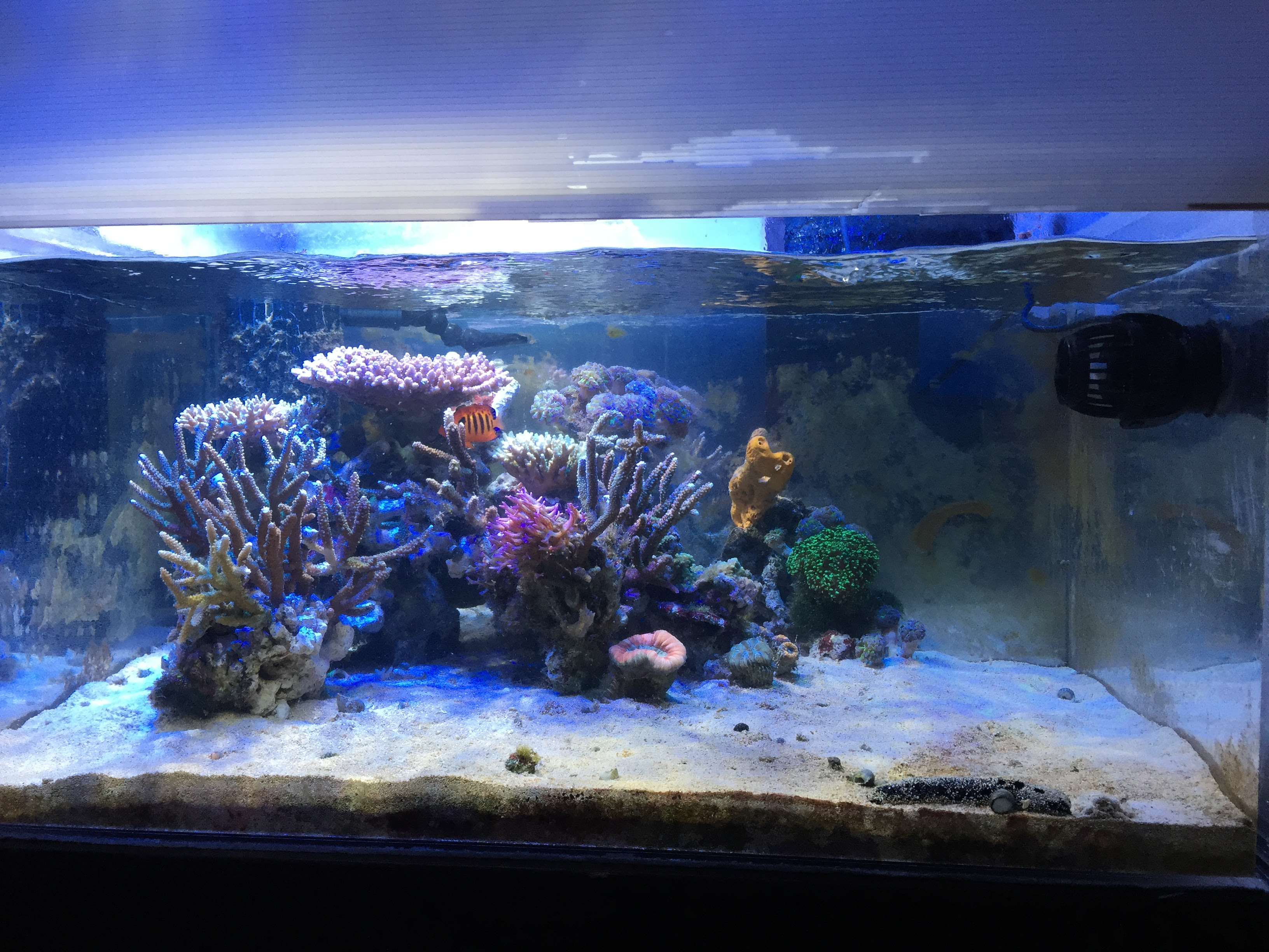 サンゴ水槽レイアウト変更