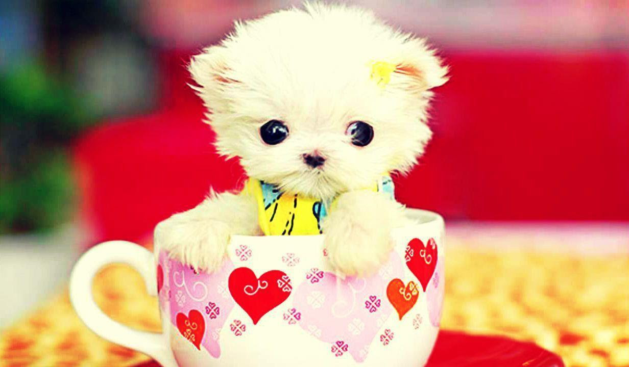 HD Cute Wallpapers - Wallpaper Cave