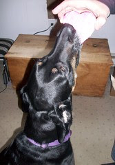 Lola_21410c