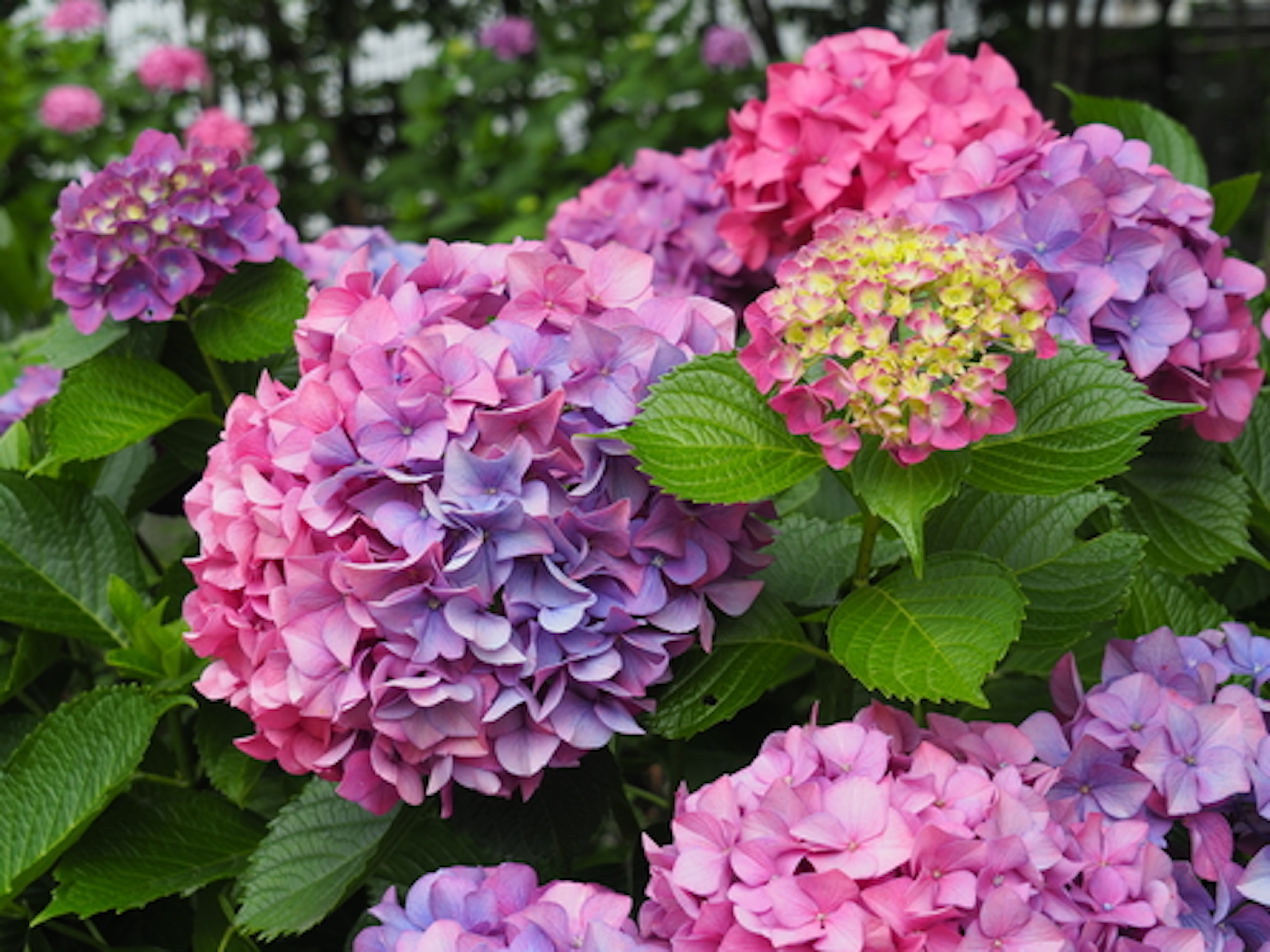 ガクアジサイってどんな種類 花言葉は 植物navi