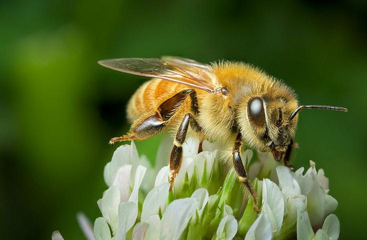 Beneficios de la miel de manuka
