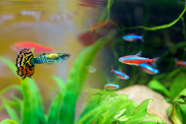 初心者が知っておきたいアクアリウムの基礎知識 Glosso