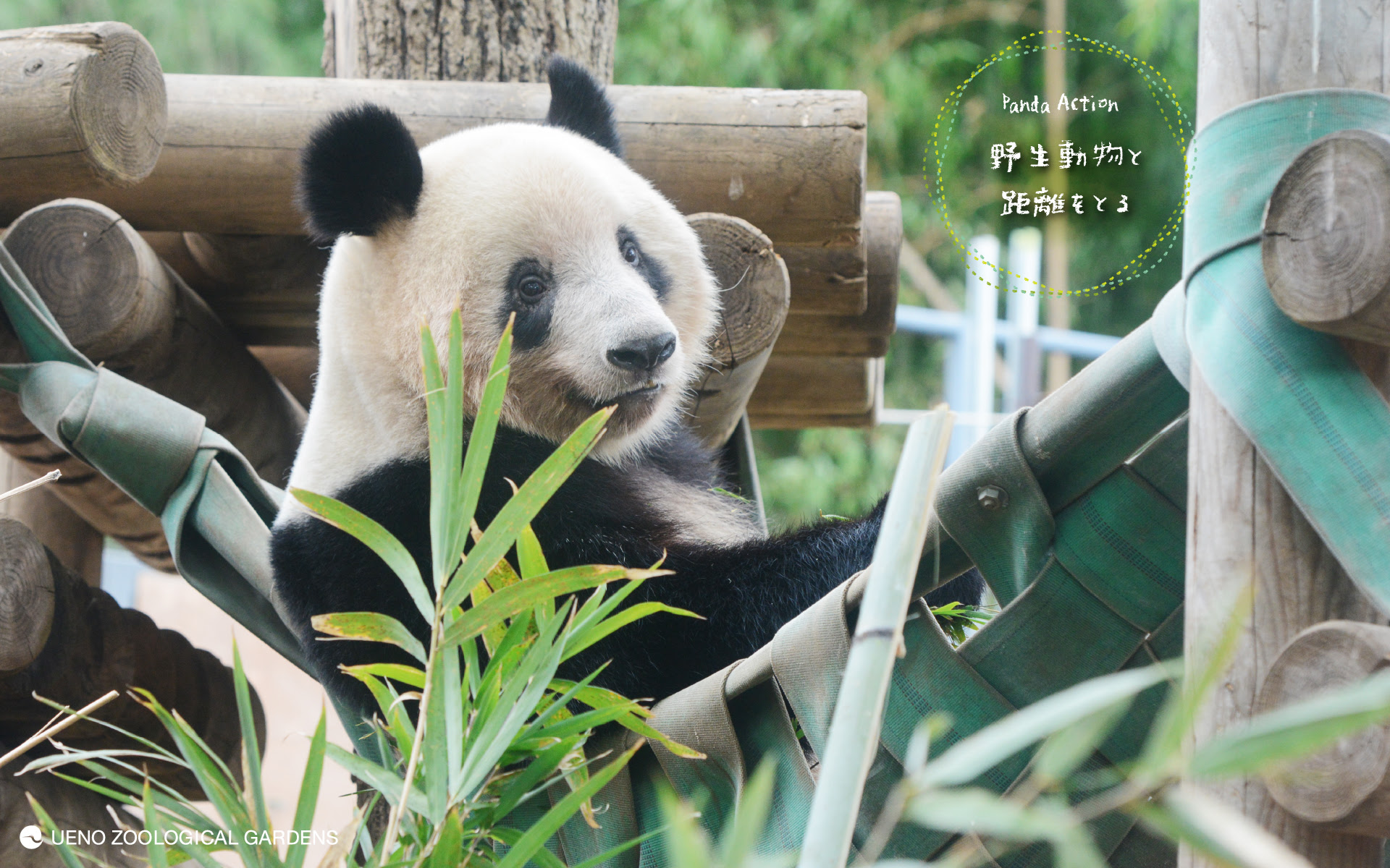 シャンシャン誕生日特別壁紙プレゼント 東京ズーネット