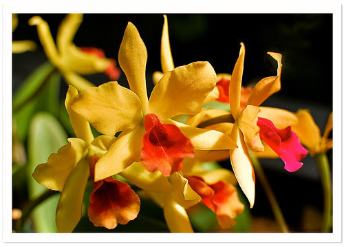 NYBG : Orchid Show