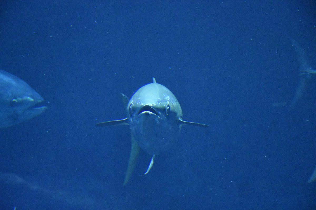 これが水族館の本気 魚の正面顔愛好会 がシュールすぎて癒される