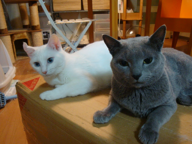 猫 グレー ロシアンブルー