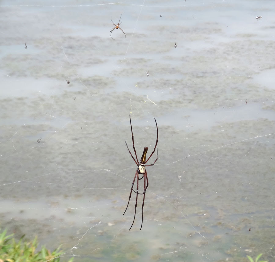 オスも見 み てあげて オオジョロウグモ 徳之島 自然日誌