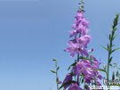 風鈴草桌布示意 | iGarden花寶愛花園