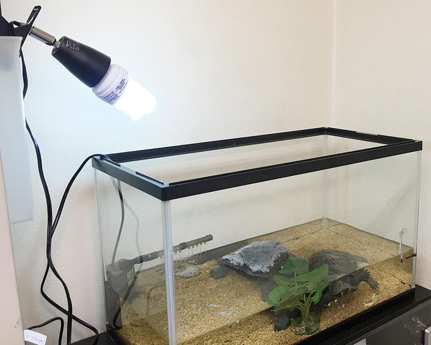 不定期連載カメ1さん日記 ブログ 関東プリンテック株式会社