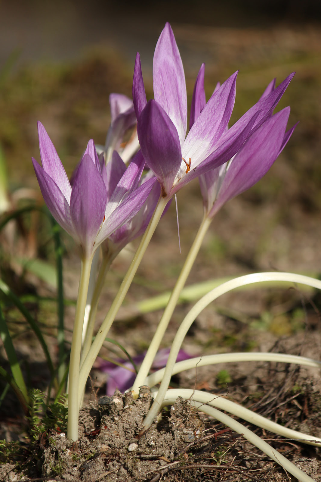 お花の写真集 イヌサフラン