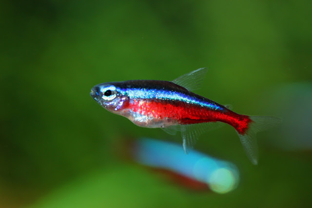 意外と奥が深い ネオンテトラ とその仲間たち 熱帯魚 アクアリウム情報マガジン