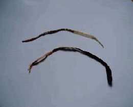 魚の寄生虫