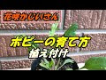 [10000印刷√] ポピー 花 育��方 328684-ポピー 花 育て方