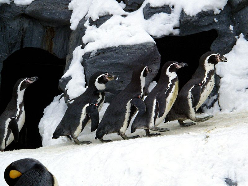 File:Asahiyama zoo Humboldt Penguin.jpg
