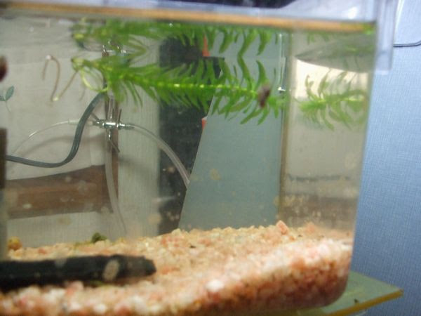 Upaのメダカ館 画像掲示板1 過去ログ