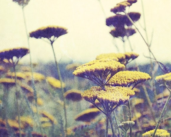 Indian summer -  Art Photography - Botanical art home decor Yarrow flowers - mustard yellow and pale plum wildflowers nature photo - 8x10