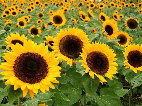冬のひまわりの花 野村ひまわりの里 加古川市 兵庫と神戸の写真ブログ