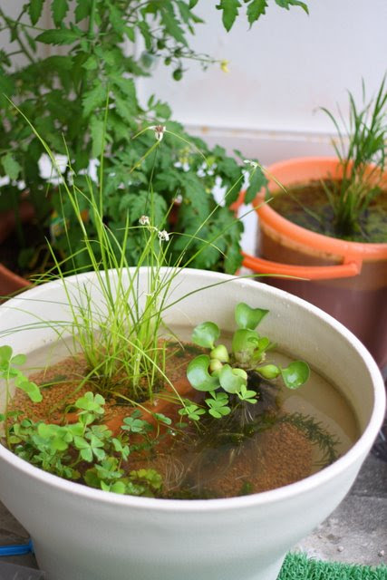 ベランダビオトープ３ 作り方 エビとメダカ 楽しいことメモ