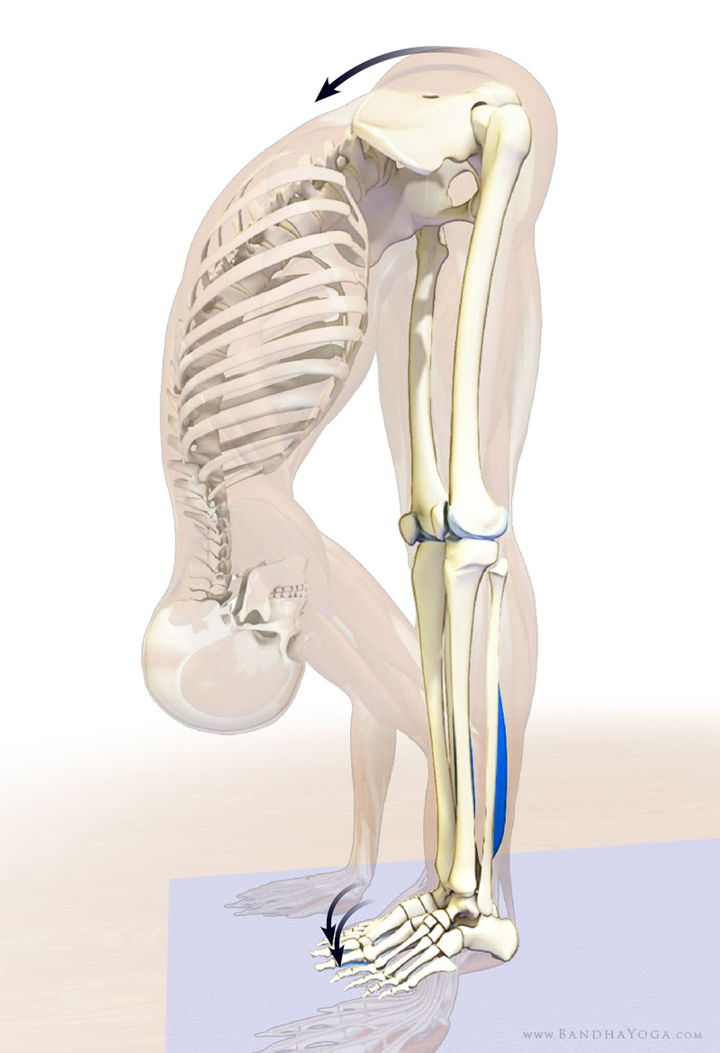 using the big toes in uttanasana
