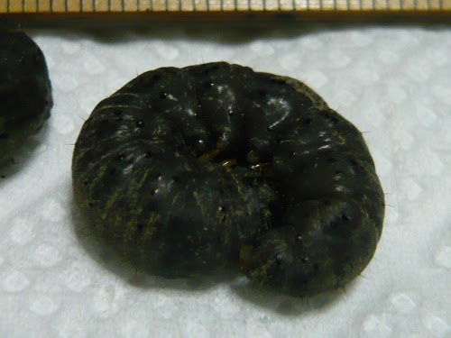 ネキリムシ コガネムシ幼虫について 週末ファーマーによる自然農の野菜栽培