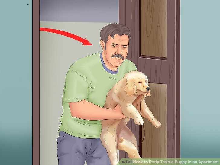 Potty Train a Puppy in an Apartment Step 1 Version 3.jpg