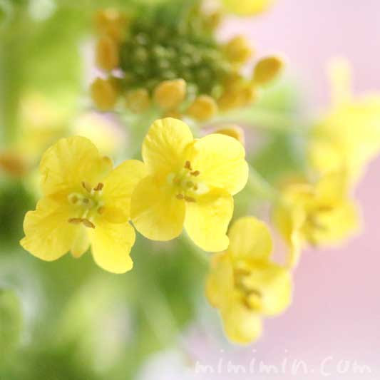 菜の花 ナノハナ の花の写真 花言葉 名前の由来 みみみんブログ