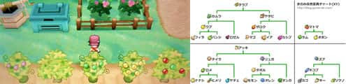 突然変異一覧 きのみ畑攻略 ポケモンxy攻略de Com