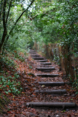 Leafy Staircase
