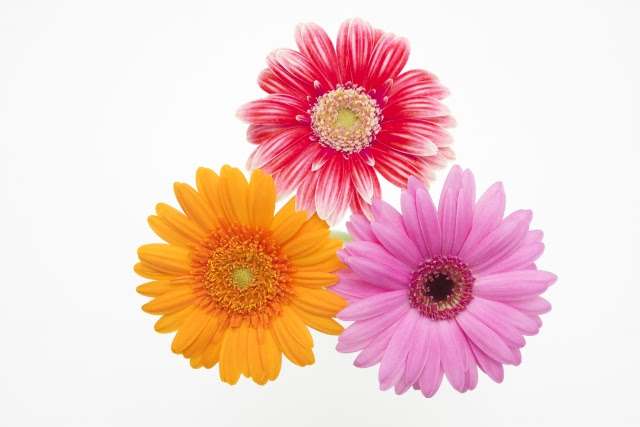 自宅でドライフラワーを作る方法 ドライフラワーに向く花 向かない花 フラワーエデュケーションジャパン