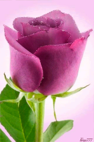 Sparkling Pink Rose Pictures, Photos, and Images for ...