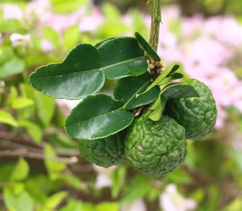 Avoid areas that receive high winds. Spotlight on Spice: How to Grow a Kaffir Lime Tree