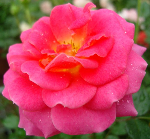  sekuntum bunga  di Cameroon Highland Flickr Photo Sharing 