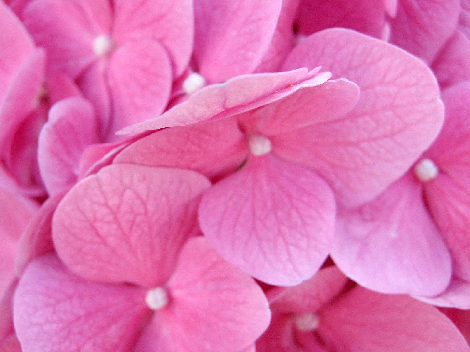 Pink Flower Desktop Wallpapers - Wallpaper Cave