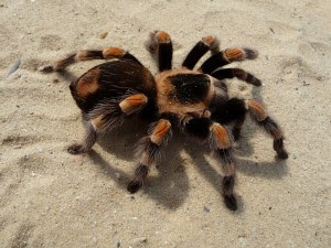 Brachypelma_smithi_2009_G03