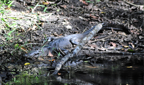 Crocodile