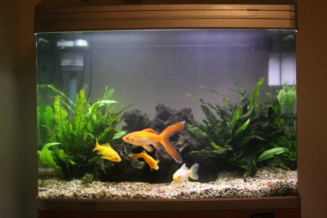 Post a pick of your Fish tank and Fish - PistonHeads