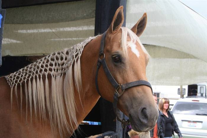 cavalos