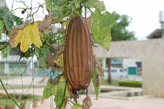 ヘチマ 11 09 15 身近な植物図鑑 A