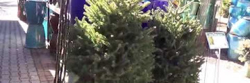 Black Hills Spruce Christmas Tree Care Download Youtube Mp3 and Mp4
