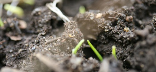 garlic sprouts