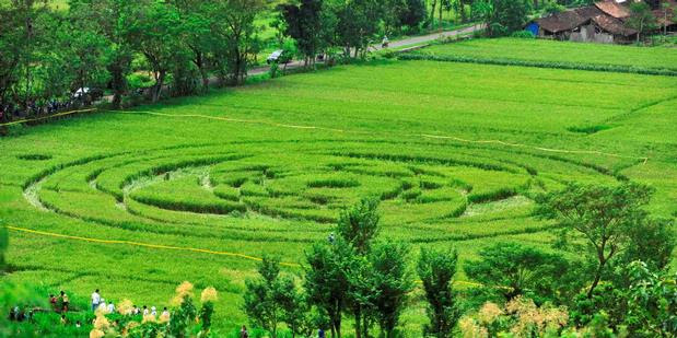 Crop Circle Jogjakarta